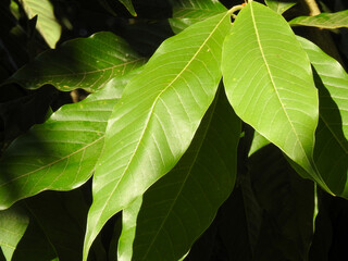 Close-up of large green leaves: lights and shadows give the photo a mysterious mood.