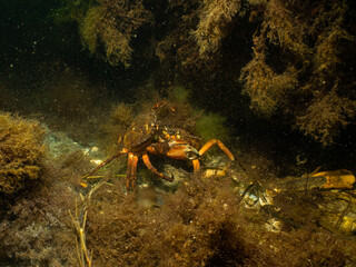 A closeup picture of a crab in a beautiful marine environment. Picture from Oresund, Malmo Sweden