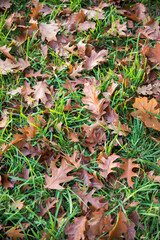 brown oak leaves in the green grass