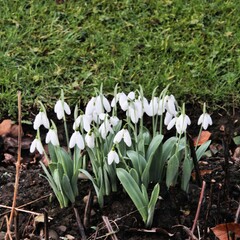 snowdrops in the garden