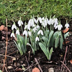 Fototapeta premium snowdrops in the garden