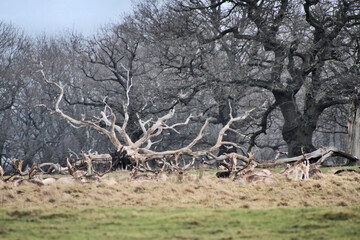 A view of the Shropshire Countryside near Shrewsbury