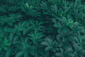 Fototapeta na wymiar Beautiful nature background of vertical garden with tropical green leaf 