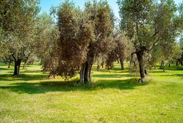 Naklejka premium Olive trees, grown along the shores of Lake Garda (Lombardy, Northern Italy), renowned for the excellent oil produced.