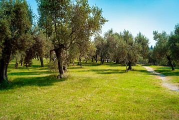 Olive trees, grown along the shores of Lake Garda (Lombardy, Northern Italy), renowned for the excellent oil produced.