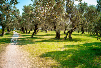 Olive trees, grown along the shores of Lake Garda (Lombardy, Northern Italy), renowned for the excellent oil produced.