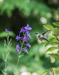 Anna's Hummingbird 3405 - 376096996