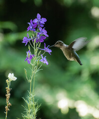 Anna's Hummingbird 3425 - 376097115
