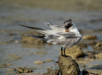 Greater Crested Tern preening at Busaiteen coast, Bahrain
