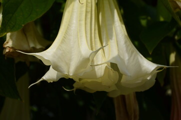 Thorn Apple, Jimson Weed is looks like a speaker are blooming in the garden