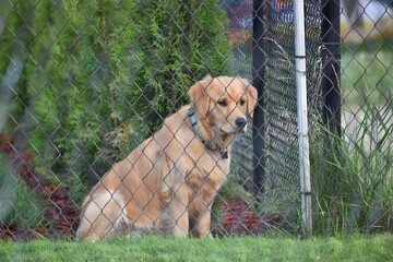 Golden Retriever sitting behind chain link fence, on green grass.  She wants to play! 