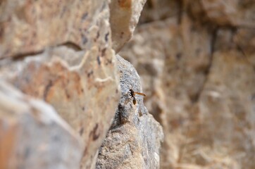 Wasp sitting on a rock in the canyon