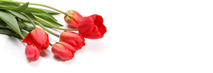 Red flower tulip bouquet on white horizontal background.