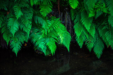 Green bracken bushes in the forest