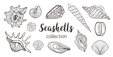 Collection of seashells in sketch style black and white isolated for seafood restaurant menu, ocean food, fish restaurant, sea food. Shells of different shapes and decor. Set with graceful sea shells