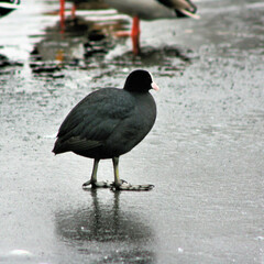 A Coot on the water