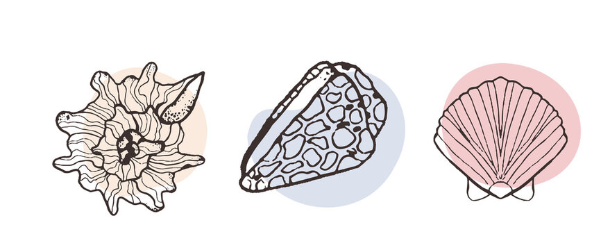 Collection of sketch style seashells in line and spot style.Design for seafood restaurant menu, ocean food, fish restaurant, sea food.Shells of different shapes and decor. Set with graceful sea shells