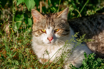 Naklejka na ściany i meble Cute gray and white cat with orange eyes and pink nose, enjoying warm sunny weather, laying on the meadow