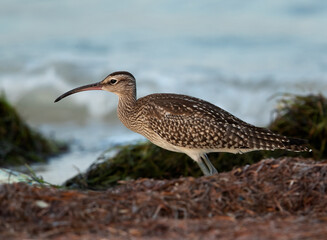 Portrait of a Whimbrel in the morning hours at Busaiteen coast, Bahrain