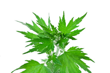 Young branch of motherwort herb (Leonurus cardiaca) isolated on a white background.