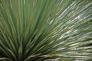Naklejka na ściany i meble Dasylirion wheeleri spoon yucca desert plant with spiked long leaves