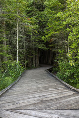 footpath in the forest