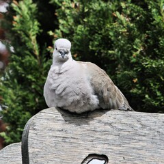 pigeon on the stone