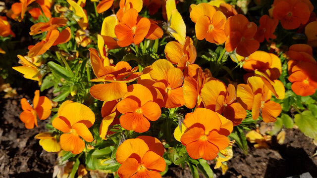 Bright Orange Pansy Flowers