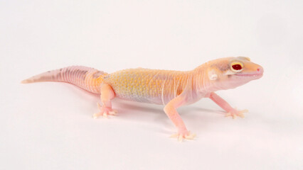 Leopard gecko / Leopardgecko (Eublepharis macularius)  - Radar
