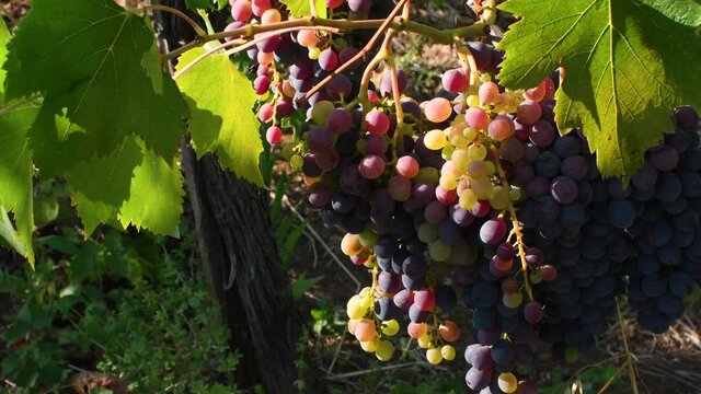 beautiful bunches of red grapes just before the harvest in Chianti in Tuscany. Italy.