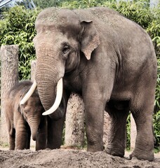 Fototapeta premium elephant in the zoo