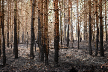 Devastated forest, ashes on the ground after forest fire, caused by arson. Human ignorance destroys wildlife and causes climate changes.