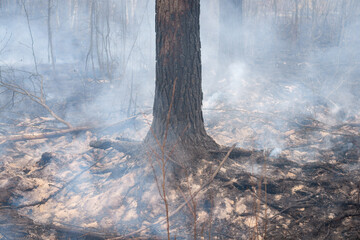 Trunk of a black burnt tree trunk in thick smoke in the forest during fire. Ashes on the ground, and sand, that is to stop the flame.