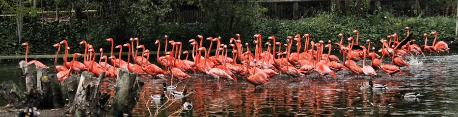 Obraz premium A flock of Flamingos