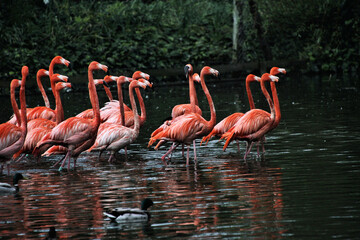 Fototapeta na wymiar A flock of Flamingos