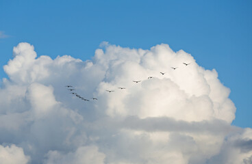 A flock of cranes flying in clouds high in the sky 