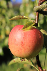 vertical shot of a red apple on tree, on branch, with leaves