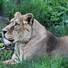A close up of a Lion