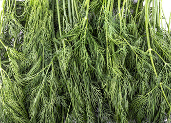 Fresh dill as background. View from above.