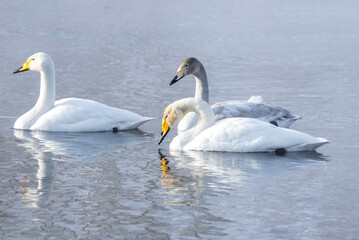 Naklejka na ściany i meble White swans swimming in the nonfreezing winter lake