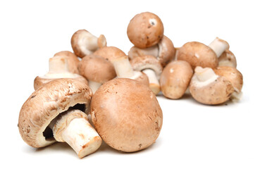 common mushroom