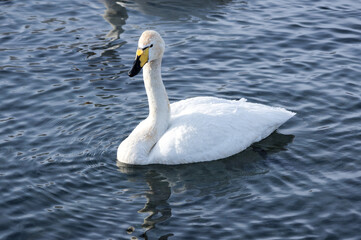 White swans swimming in the nonfreezing winter lake