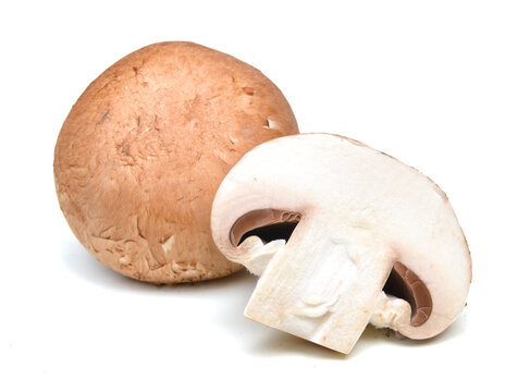 common mushroom