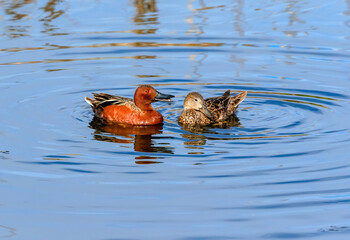 A Cinnamon Teal couple engaged in courting behavior, with the male vocalizing to the female during the breeding season.