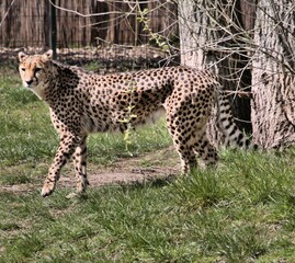 A view of a Cheetah