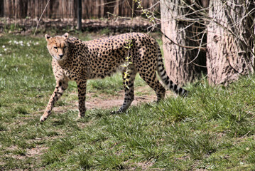 A view of a Cheetah