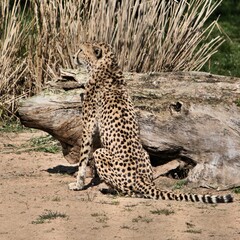 A view of a Cheetah