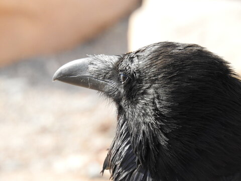 Giant Raven in Grand Canyon National Park