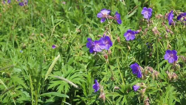 Geranium pratense or meadow geranium. A blue flower grows in a meadow in the middle of green grass.