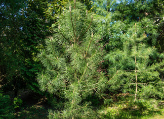 Two beautiful young pines possibly black pine (Pinus Nigra) and Pinus sylvestris. Green shoots on branches in spring garden. Landscape for any wallpaper. Selective focus